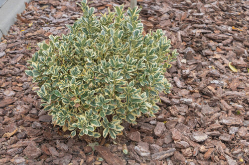 Buxus Sempervirens Variegata